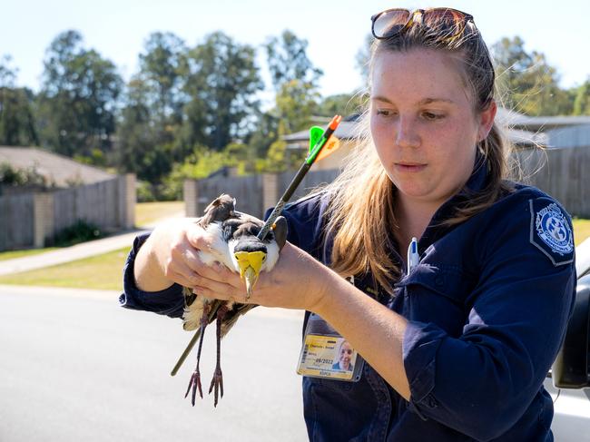 RSPCA’s Chantelle Scolari with the injured plover last August