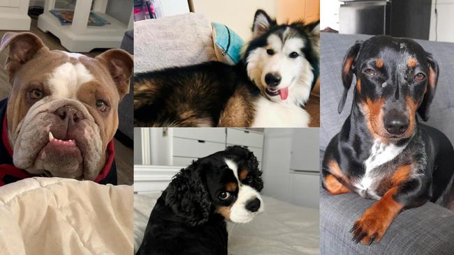 Kostya, Mollie, Henry and Ruby were tied for third place in Roma's cutest dog competition.