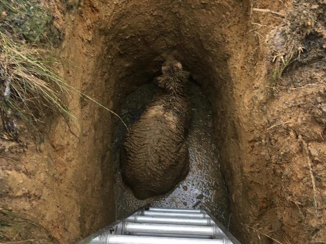 A dog spotted the roo which became stuck down an abandoned mineshaft in Creswick State Forest