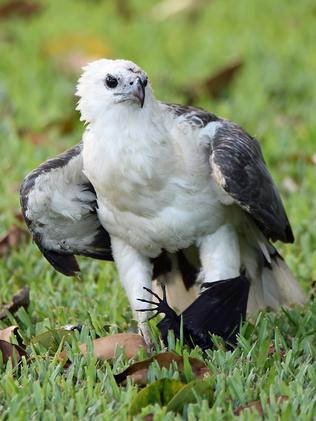 Catch the white-bellied sea eagles on EagleCAM at Sydney Olympic Park ...