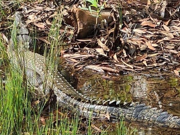 The 1.5-2m croc which lunged at Michelle Long on Groote Eylandt. Picture: Michelle Long.