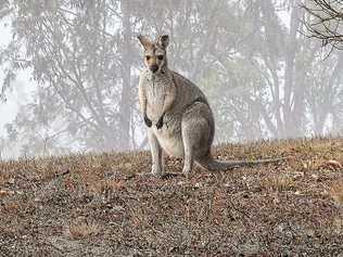 A kangaroo in dry surroundings at Leslie Dam in June 2018. Picture: Jodie Locke