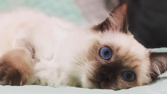 Lady Rose, 18 weeks old and so adorable. Picture: Kristi Delanty.