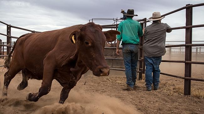 Kidman Cattle Company