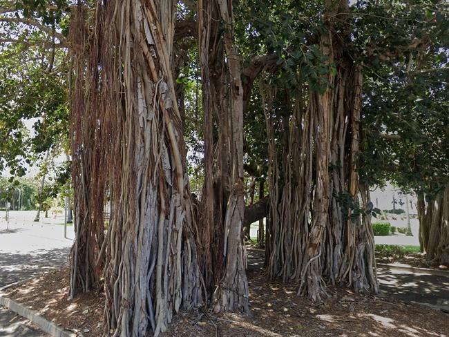 Townsville City Council will remove part of a large banyan fig from opposite the Queens Hotel on The Strand.