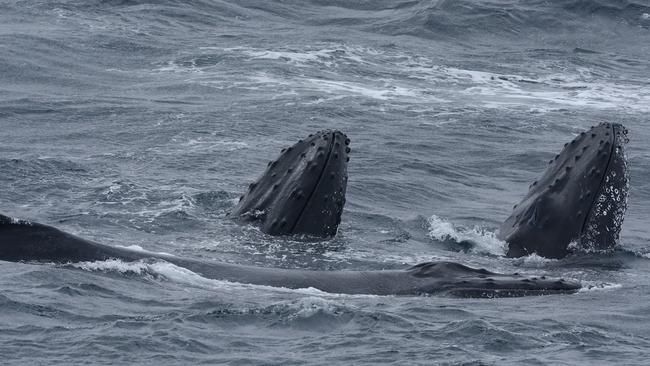 Humpback whales found in the area where a lost world of volcanic seamounts were discovered off the coast of Tasmania. Picture: Eric Woehler