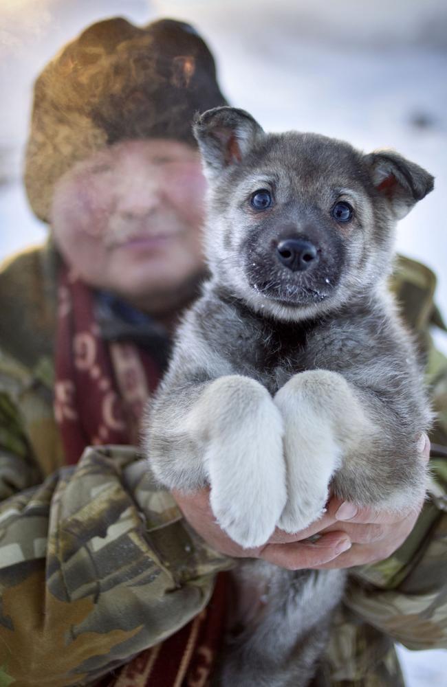 An East Siberian Laika puppy Village of Oymyakon, which is considered to be the coldest permanently inhabited settlement in the world. Picture: Amos Chapple/REX/Shutterstock/Australscope