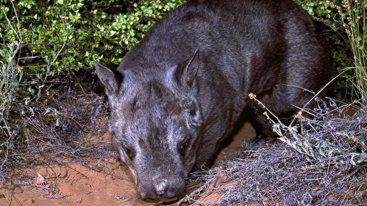 The Northern Hairy-Nosed Wombat. Picture: Department of Environment and Science.