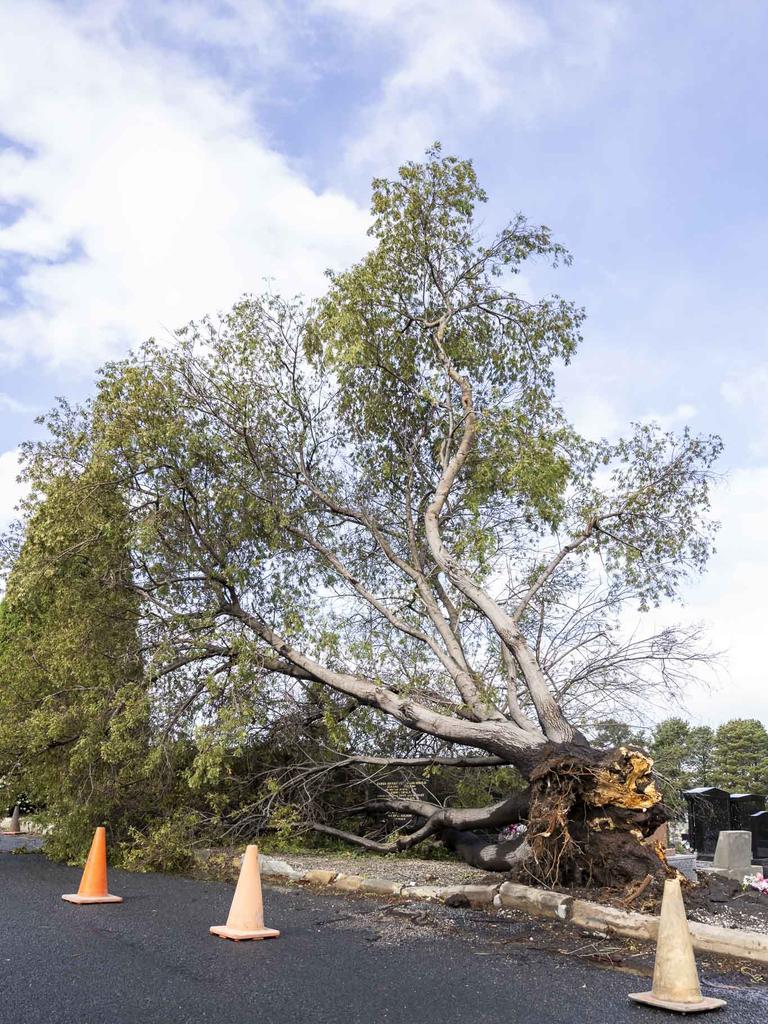 Tasmania Wet Weather - Cornelian Bay Cemetery fallen tree. Picture: Caroline Tan