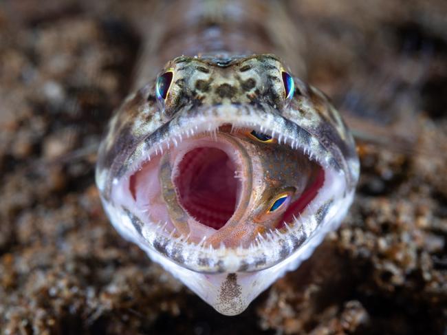 It is common for fish to feed on other fish to survive, but this scene captured during a dive in the Philippines shows extraordinary determination. The young grouper had been nearly swallowed whole by a lizardfish, but managed to break free just moments after the photo was taken. Picture: Lilian Koh