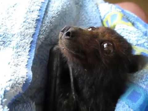 ANIMALS:    Tiny Flying Fox Recovers After Heatwave Stress   February 13