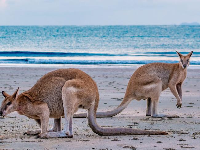 The wallabies are a popular attraction at Cape Hillsborough, north of Mackay. Picture: Chrissie Lee