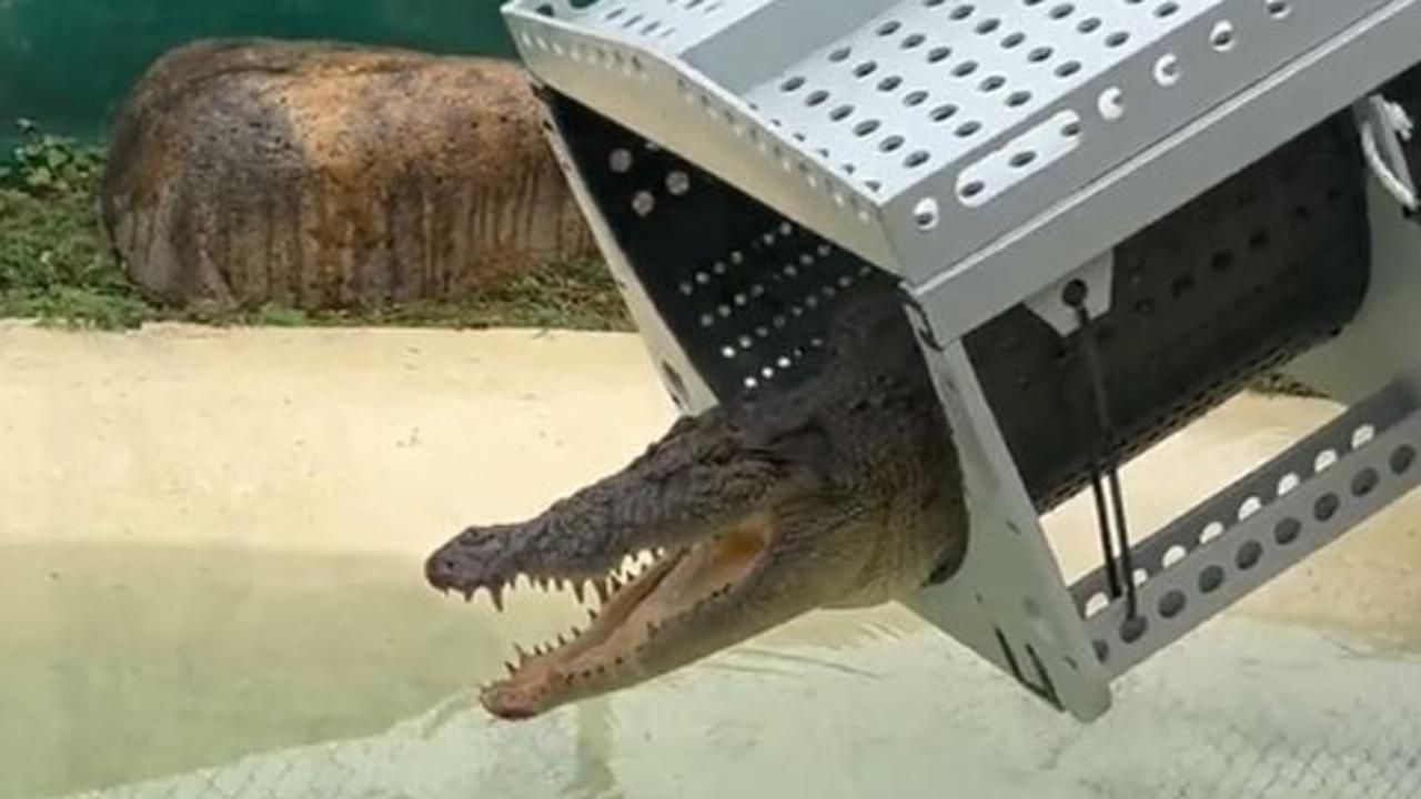 A three-metre crocodile that moved into the Cardwell Marina recently was captured in a baited trap on 9 May 2024.