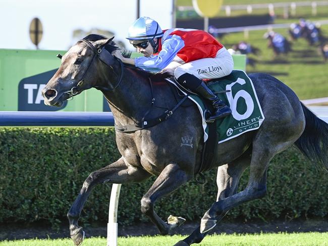 Candlewick wins at Warwick Farm on 16 April 2025. Picture: Bradley Photos