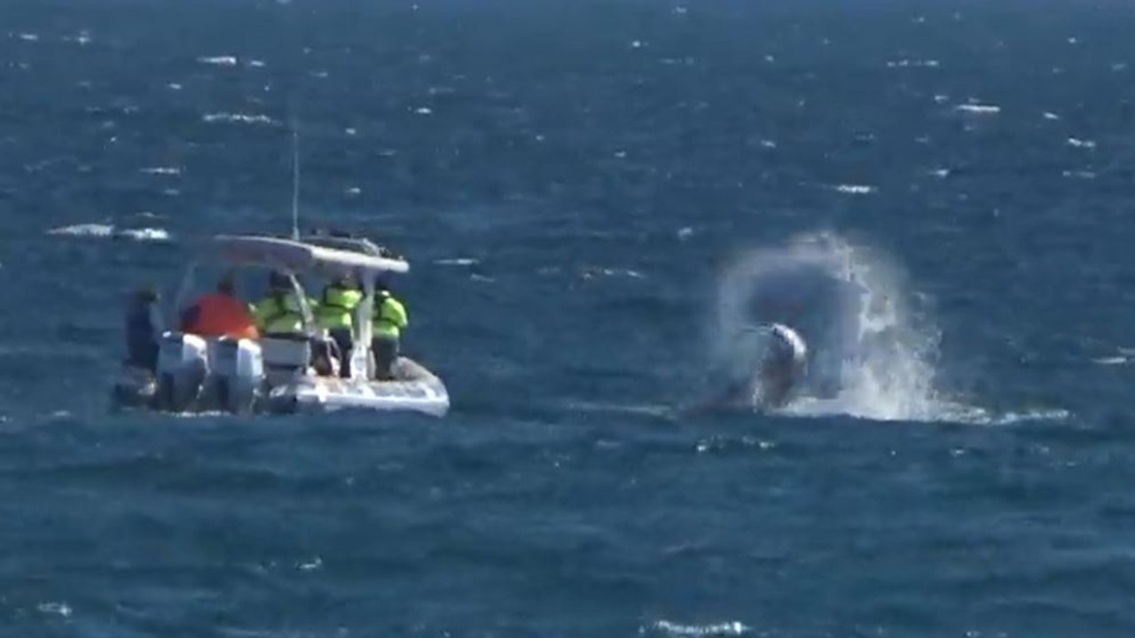 Baby whale saved after getting caught in shark nets off popular Gold ...