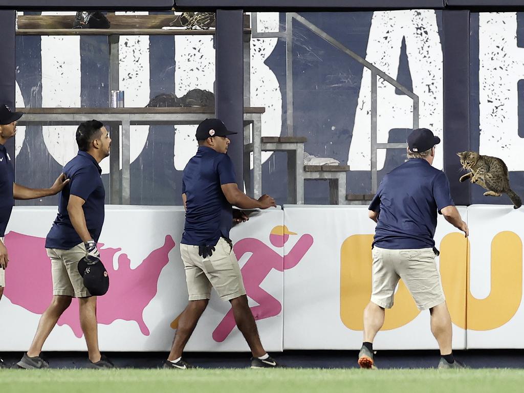 Stadium staff had no chance of catching the clever cat. (Photo by Adam Hunger/Getty Images)