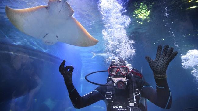 Lord Mayor Sally Capp swims with sharks for HeartKids | Herald Sun