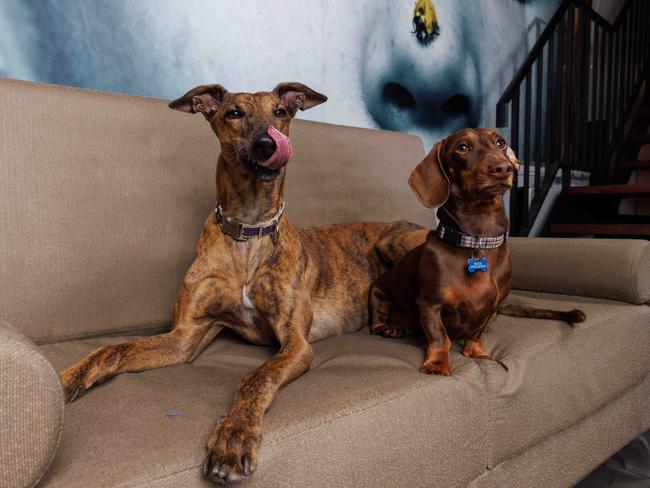 WEEKEND TELEGRAPHS SPECIAL.  April 19, 2023David Thomas rescued a greyhound called Smudge and a Daschund called Benji. The dogs are best of friends and go to work with David each day. Picture: David Swift