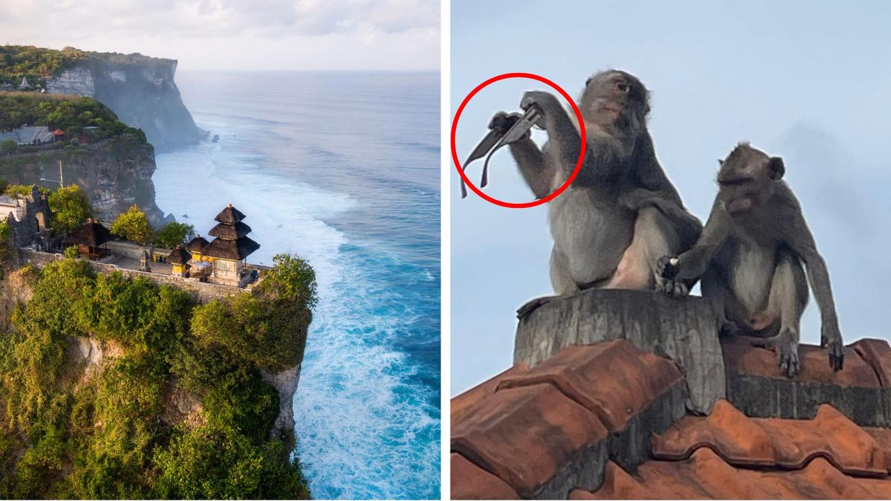 Major call for infamous Bali monkeys