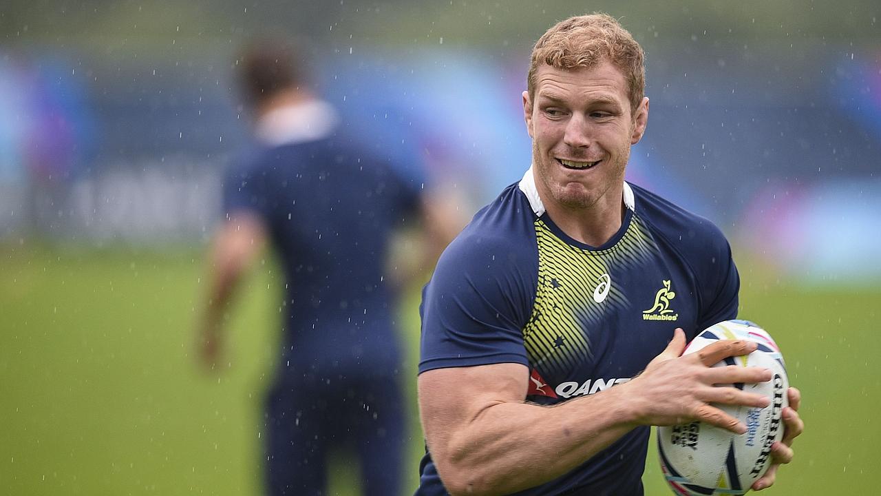 Wallabies portraits