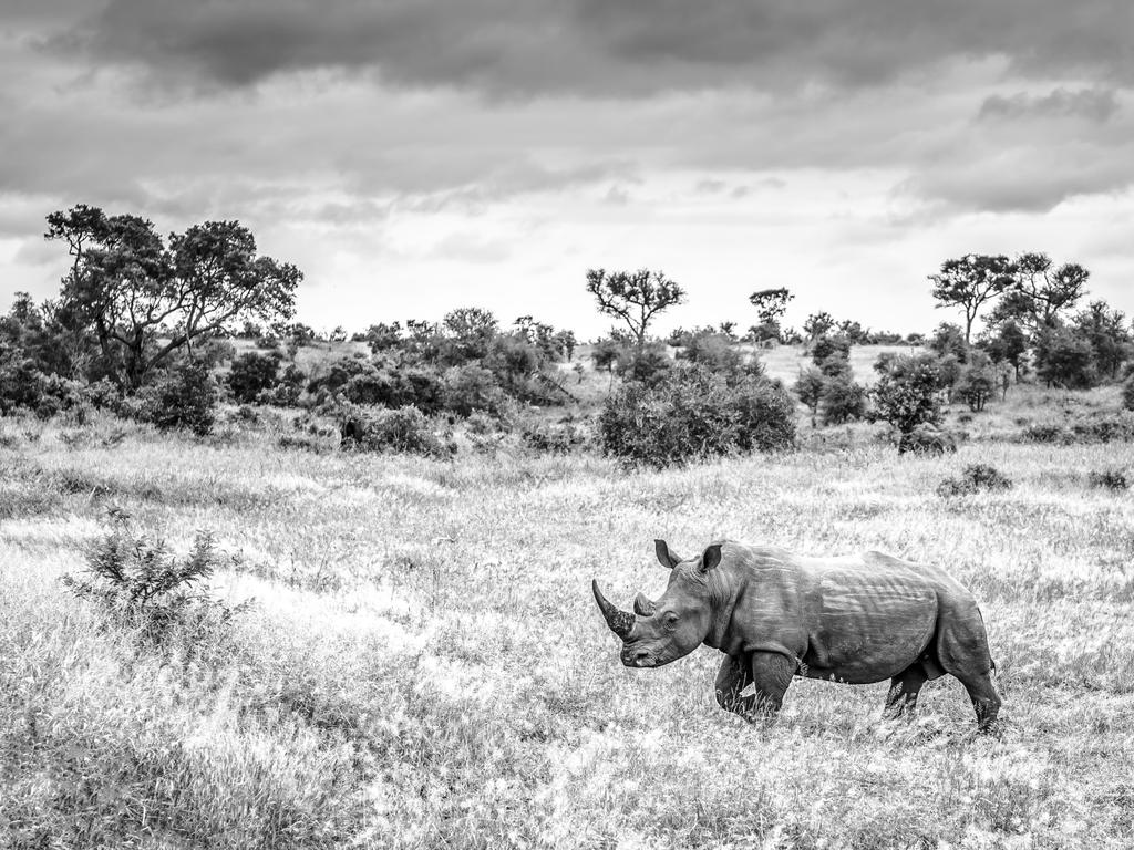 On the Brink of Extinction. Photographer: Hamish Mitchell Year: 2018 “Throughout the African continent, numerous wildlife species are under very realistic threats of becoming extinct. Two of the most vulnerable species are the white and black rhinos. At the current rate of poaching incidents, it’s very likely that they will become extinct within our lifetime. It’s due to this that I’m overjoyed and filled with sadness every time I’m privileged enough to see one in its natural environment and photograph them. This photograph was taken in Kruger National Park, South Africa under stormy skies, which is somewhat symbolic of the crisis facing these amazing creatures.” Copyright: © Hamish Mitchell, Canada, Entry, Open, Wildlife, 2018 Sony World Photography Awards