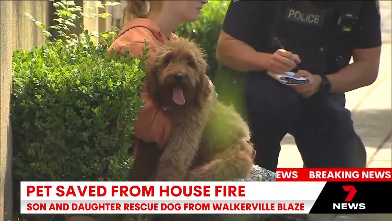 Dog rescued from Walkerville house fire (7NEWS)