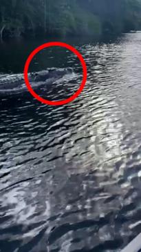 Croc gets close to a fishing boat in Far North QLD