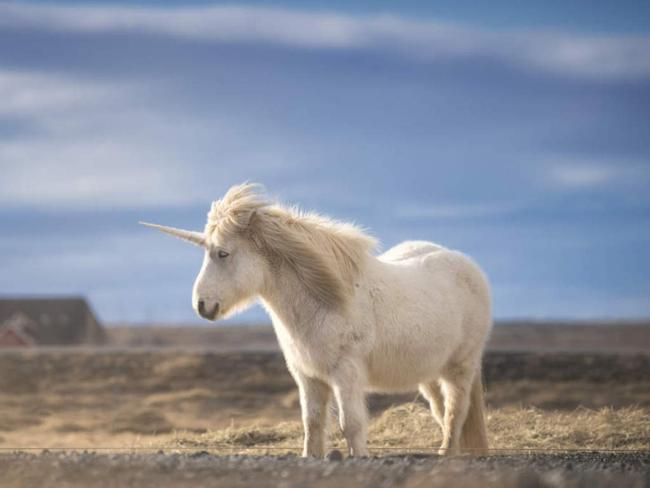 Unicorn realistic photography, white horse from Iceland