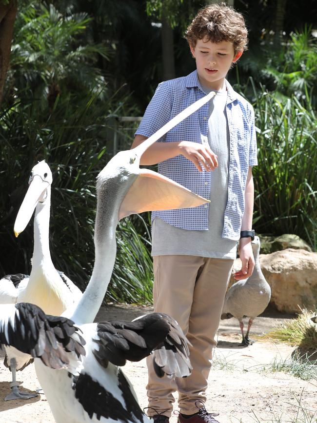 Finn filmed the new movie alongside the pelicans for 12 weeks. Picture: Dean Martin