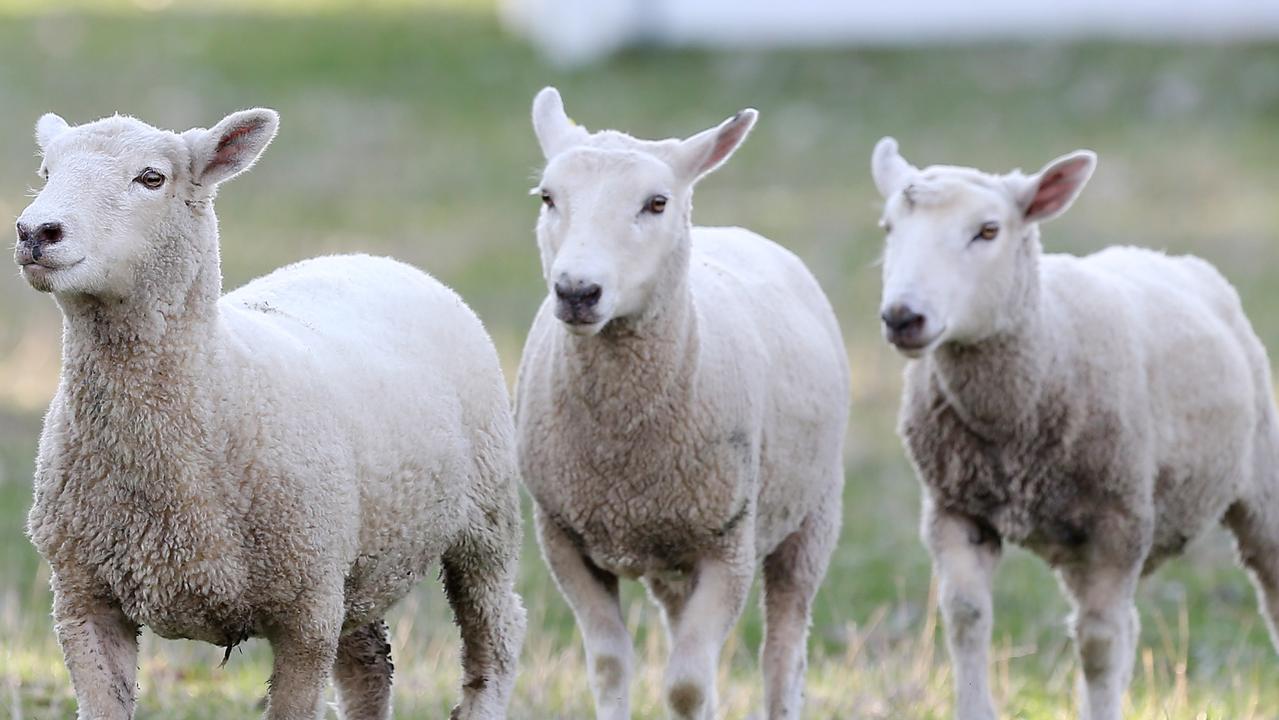 1279px x 720px - Animal cruelty: Man arrested at school in Sydney's west over alleged animal  cruelty and bestiality | news.com.au â€” Australia's leading news site