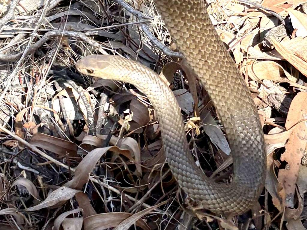 Metre-long eastern brown snake caught by Ange Broadstock from a Yankalilla home. Picture: Ange Broadstock