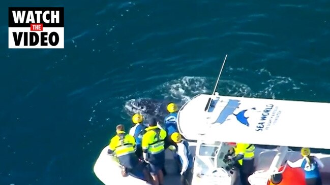 Whale becomes trapped in Gold Coast shark nets (9NEWS)