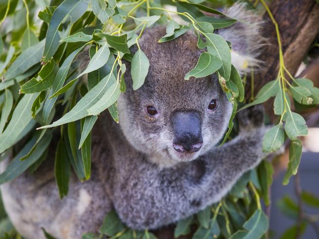 ‘Grim’: Koalas on ‘endangered’ list