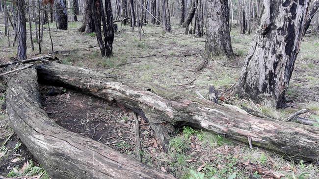 The site where Karen Ristevski’s body was found between two logs at Mount Macedon. Picture: Nicole Garmston