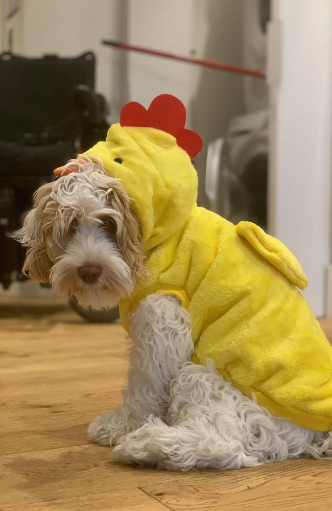 Coco dressed up for Halloween. Picture: Supplied