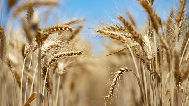 This year’s Australian wheat crop will be a far cry from last year’s record effort.