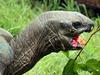 Discovering Mauritius’ wild side