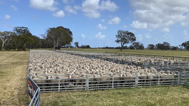 The Maroona Pastoral lambs penned ready for sale day.