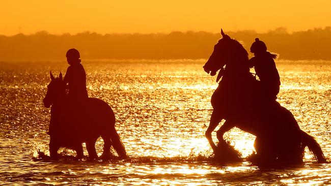 People, dogs, and horses cool off at Altona dog beach after a hot night. Picture: Nicole Garmston.