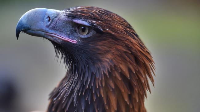 A greater question needs to be asked about why wedge-tailed eagles are killing lambs. Picture: Tony Gough