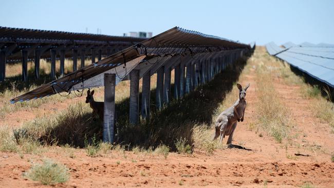 Kangaroos stand between rows of solar panels at the Broken Hill Solar Plant, operated by AGL Energy Ltd.