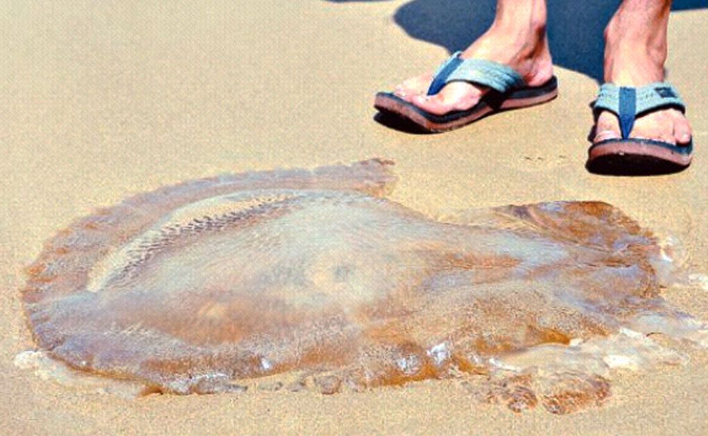 One of hundreds of large jellyfish washing up on Coffs Coast beaches. Picture: Bruce Thomas