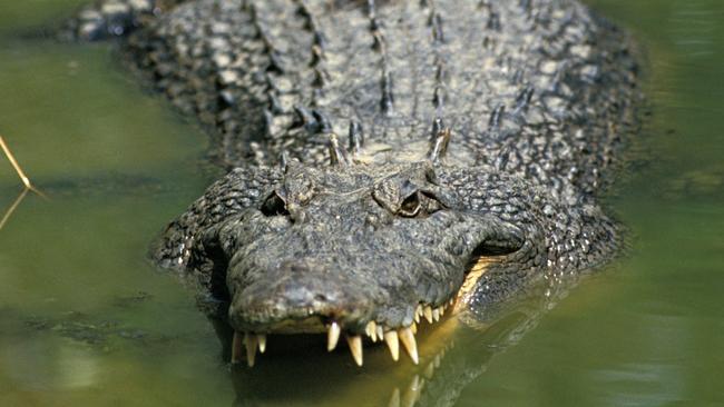 Close encounters of the croc kind | The Advertiser