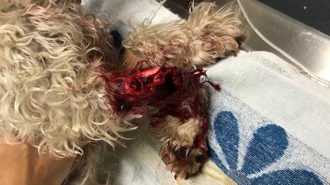 13 month old Kyla the soft coated wheaten terrier was attacked by a roaming dog from the same property where Lynette Johnston's previous dog was mauled, eventually leading to its euthanasia. Picture: The Point Vet, Paradise Point