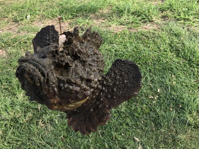 A stonefish caught at the Gold Coast Seaway on 27/04/19. Picture: Josh Price