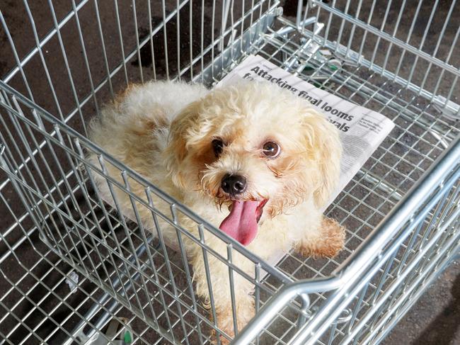 Apollo, the maltese cross dog, was found dumped in a shopping trolley at Casuarina shops.