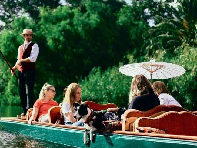 Dogs ride for free during guided punting boat tours in the Royal Botanic Gardens, Melbourne. Picture: @puntingonthelake