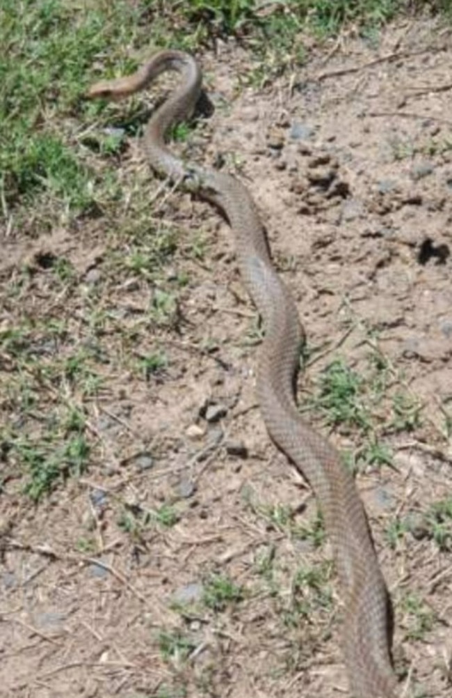 A slithering eastern brown snake was just too quick for Lockyer Valley snake catcher Chris Jennings. Photo: Contributed