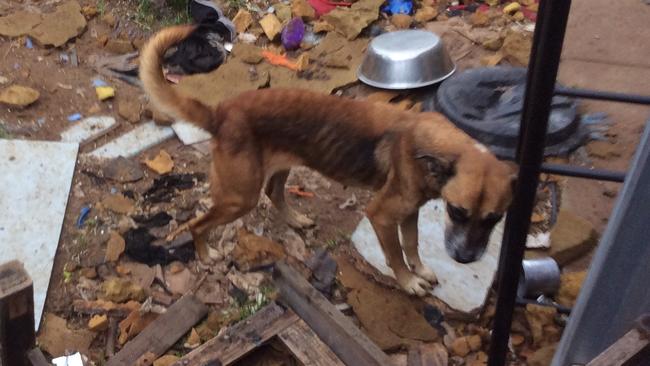 One of the dogs RSPCA inspectors photographed at the Salisbury North home of James Alan Wilson in 2015. Source: RSPCA