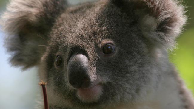 Koalas have been badly hit in the bushfire crisis.